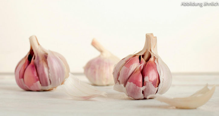 Rosa Knoblauch aus Tarn/Frankreich 500g-1kg
