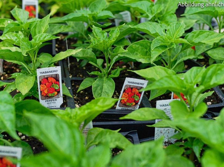 Chilli Habanero (gemahlen)