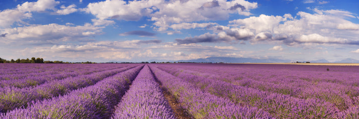Lavendel-Feld