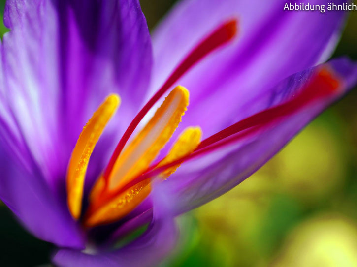 saffron powder (ground saffron)