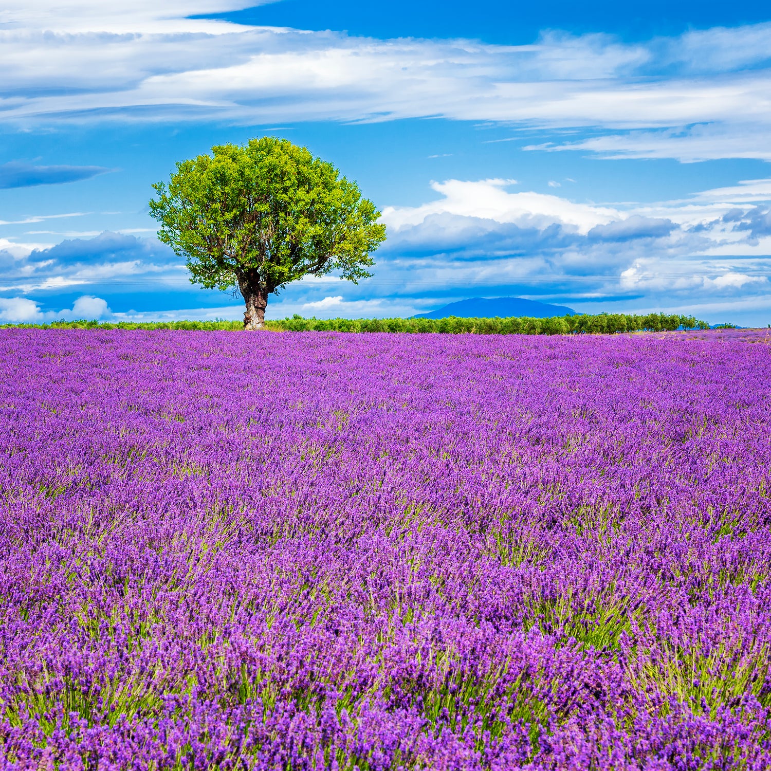 Lavendel